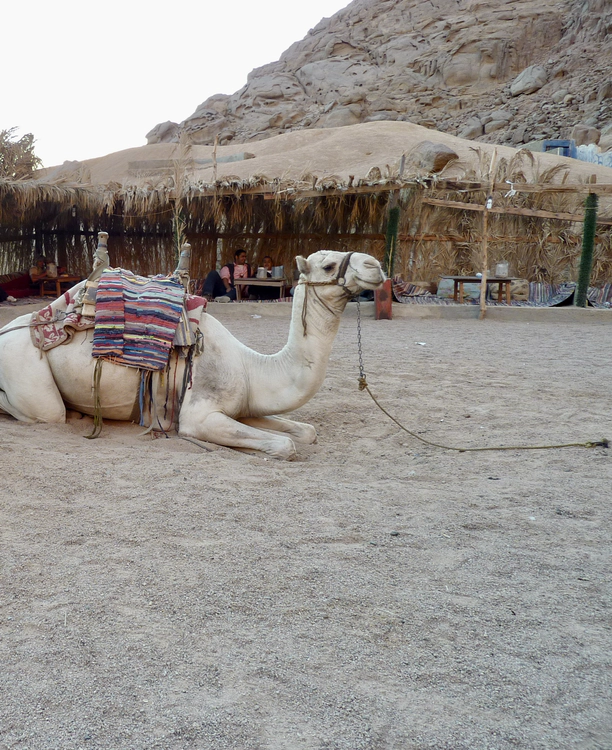 Dromedary camel