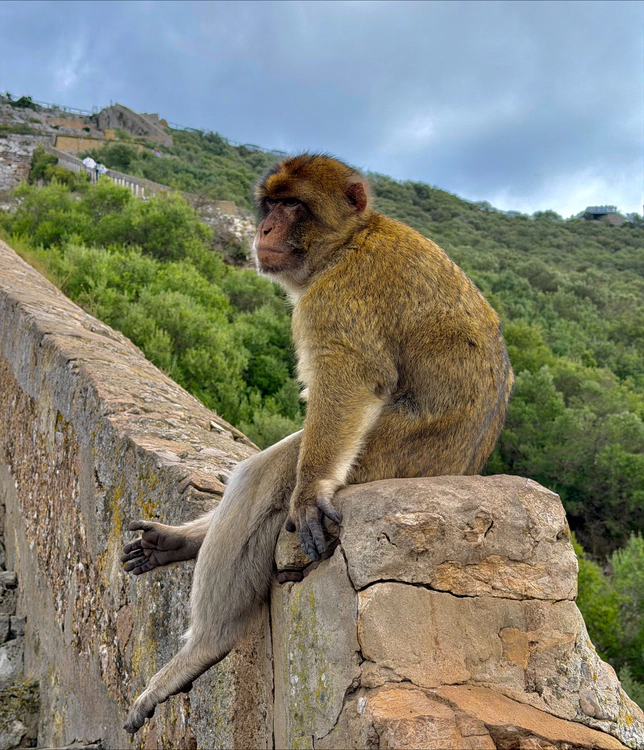 Barbary Macaque