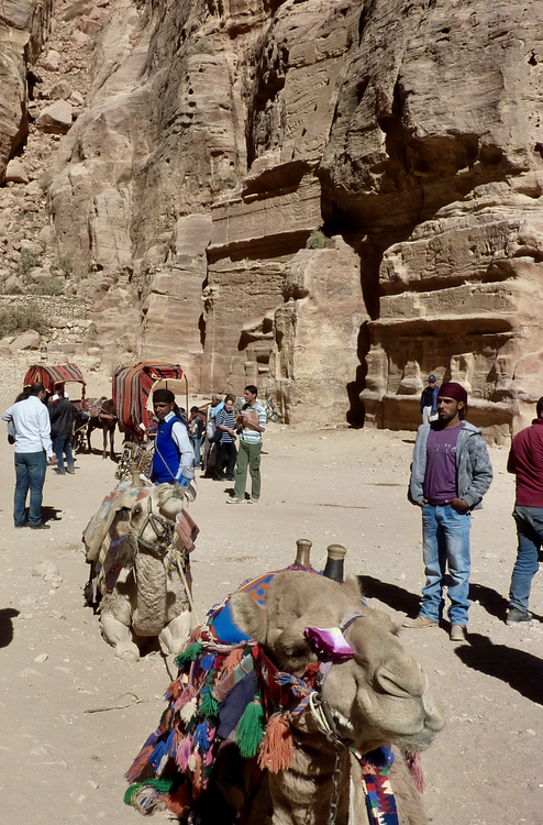 Camels in Petra